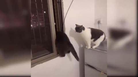 amusing animal videos | amusing video cat