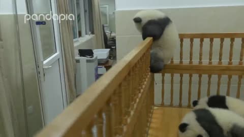 Panda's brave cradle escape