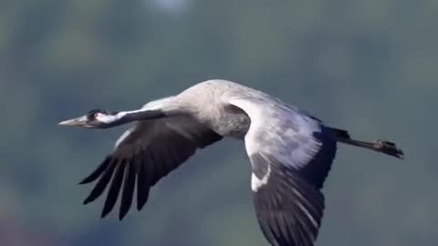 The slow motion flight of the grey crane explores nature