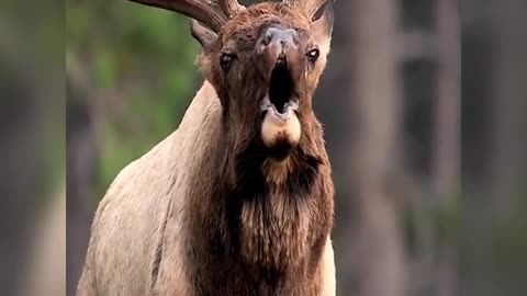 During heat, the buck calls at close range