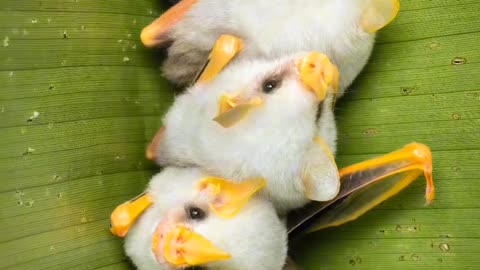 "Enchanting Honduran White Bats: A Marvel in Nature's Palette 🦇✨"