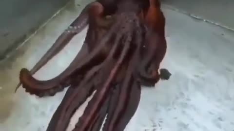 Smart octopus escapes