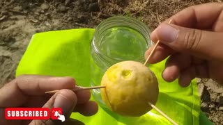 how to grow lemons from lemons fruit