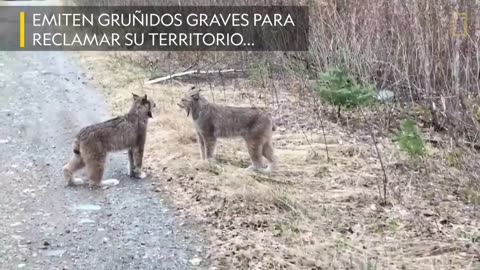 when the lynxes face each other