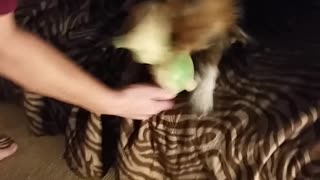 ChiChi Gets The Momma's Toy
