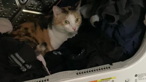 Cat in the Dryer