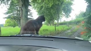 Kitty Takes A Ride On The Hood