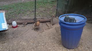 Chickens attack boiled eggs as if their new favorite treat.