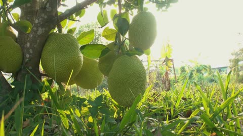 ***Jackfruit: The Tropical Superfood Unveiled***