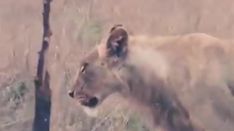 Walk along #lion #bigfive #krugernationalpark #safari #wildlife #nature #southafrica