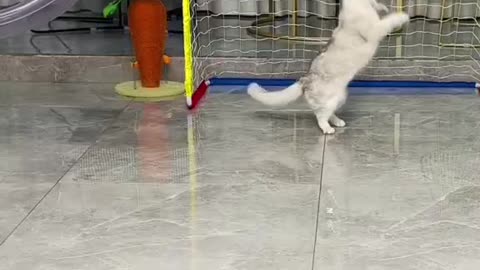 Cats are very Cute and funny.They are playing football.
