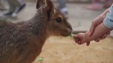 Feeding the blackmara