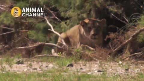 Top 5 Predators vs Domestic AnimalsAttacks | Leopard vs Dog, Tiger vs Bull, Hawk vs Cat