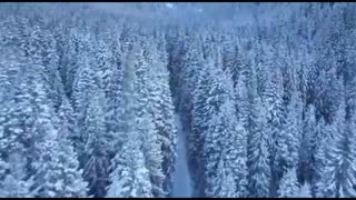 Beautiful forest Drone shot Nature Clips