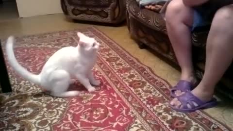 Nuttiness cat attacks owner .