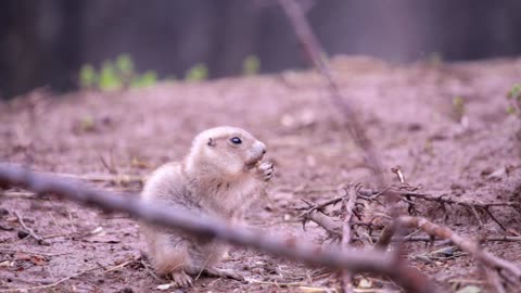 Prairie Dog 2021