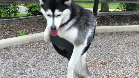 Miniature husky enjoys swing at the park
