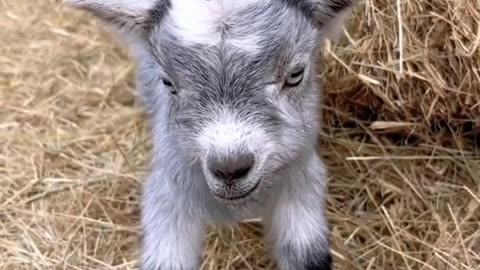 Beautiful baby sheep 🐑🐑😍😍