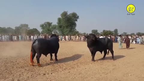 Bull fight in Pakistan