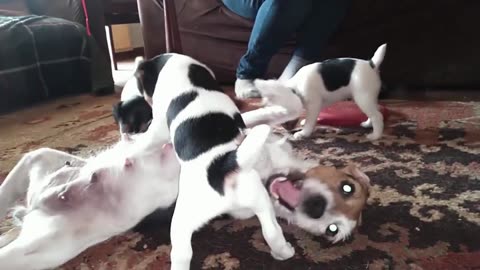 Momma Tally-Ho playing with her Jack Russell Puppies