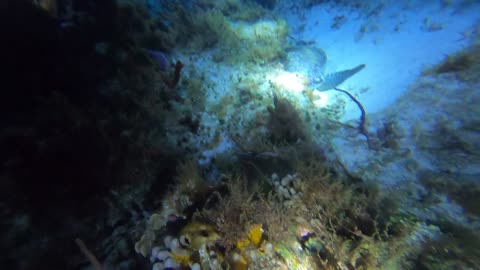 Cozumel 2023: Night dive with crab and turtle