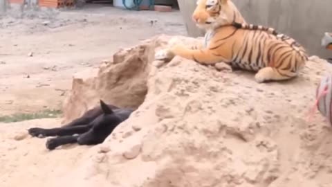 Prank a Dog Funny outtake & fake Lion and Fake Tiger Prank part-1