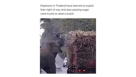 Unbelievable Elephant Skills: Loading Up on Sweet Sugar Canes!