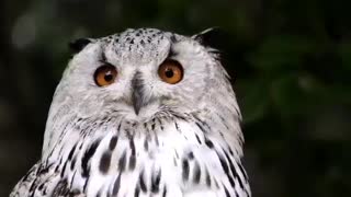 Cute owl 1