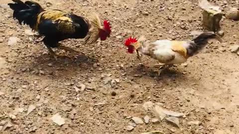 The Best Alpha Cock Fight Ever 2021#Shorts