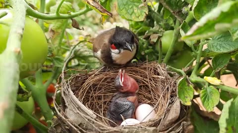 Baby VOMITS Out RED Grape STUCK in THROAT & Mom Eats it Up | birds in nest | Cuckoo eggs Unhatched
