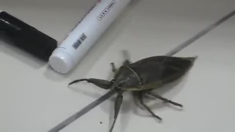 BIG Insect