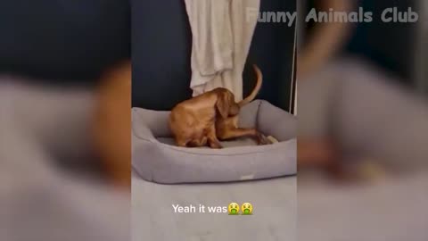 Melhor vídeo de animais engraçados - vídeos de gatos fofos😹 e cachorros engraçados🐶!