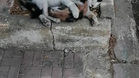 A kitten sleeping on its mother's lap