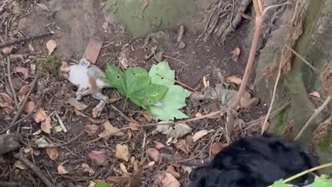 Man and Dogs Save Paralyzed Baby Squirrel