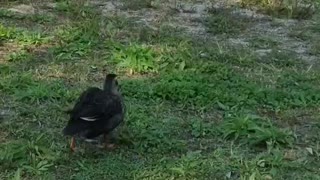 Ducks on a Walk