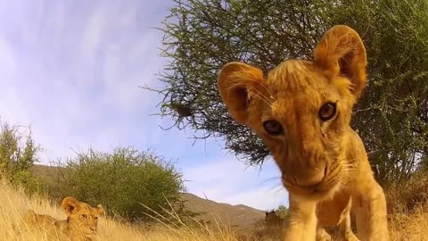 Cute Moments of Lion Cubs Roar, Meow, Calling and Playing - Adorable Baby Lion