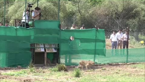 In Sheopur, Madhya Pradesh, Prime Minister Narendra Modi releases a cheetah at Kuno National Park