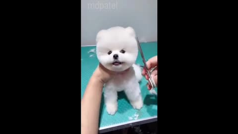 Cute dog treiner video ll the best training dogi video ll