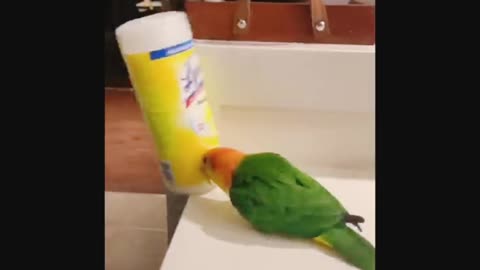 Parrot destroy kitchen Item