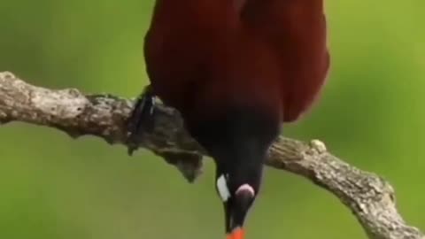 Beautiful birds