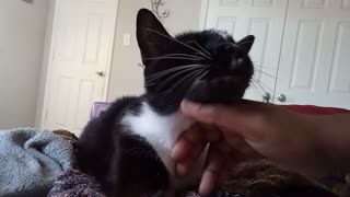Pepe loves neck scratches