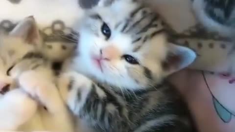 Baby Kittens -- so cute!