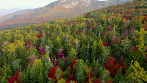 Trees paint the landscape with elegance