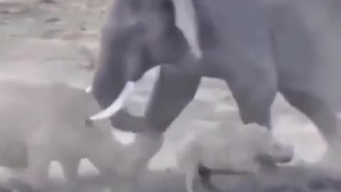 Rhino vs Elephant