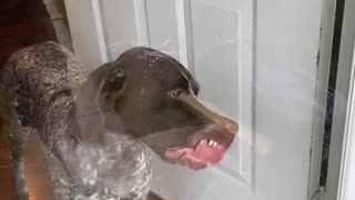 Gunner Licks and Bites at Door When Owner is Outside