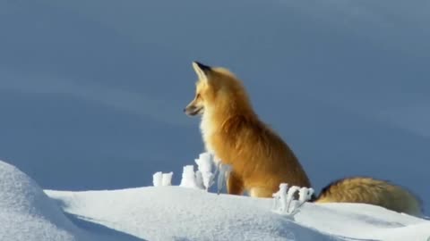 Life of polar fox in wild life. Vision and concentration