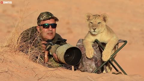 cute lion cub photojournalist with his photography SWNS #viral#viralvideo#trending#trendingvideo