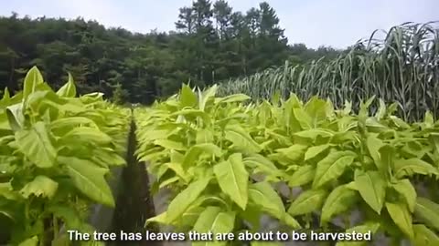 Japan Tobacco Farming - Japan Tobacco Harvest - Asian Tobacco Cultivation Technology