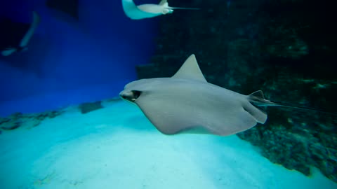 Eagle Ray Stingrays swim in saltwater aquarium