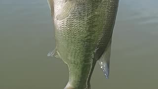 Largemouth bass